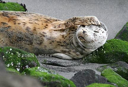 leopard-scratching